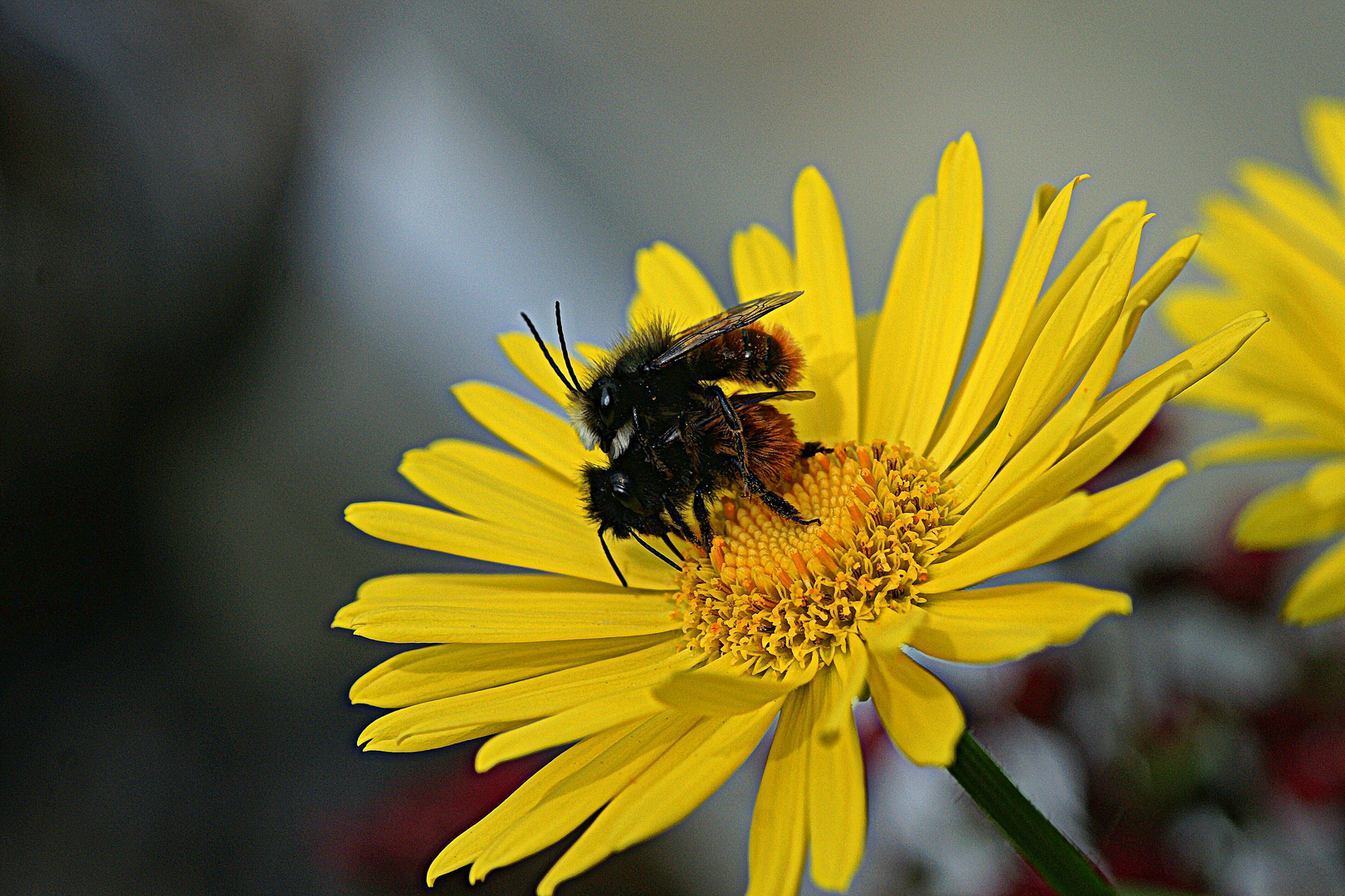 Wildbienen Frühling 07