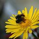 Wildbienen 