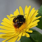 Wildbienen Frühling 09