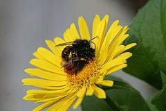 Wildbienen Frühling 09