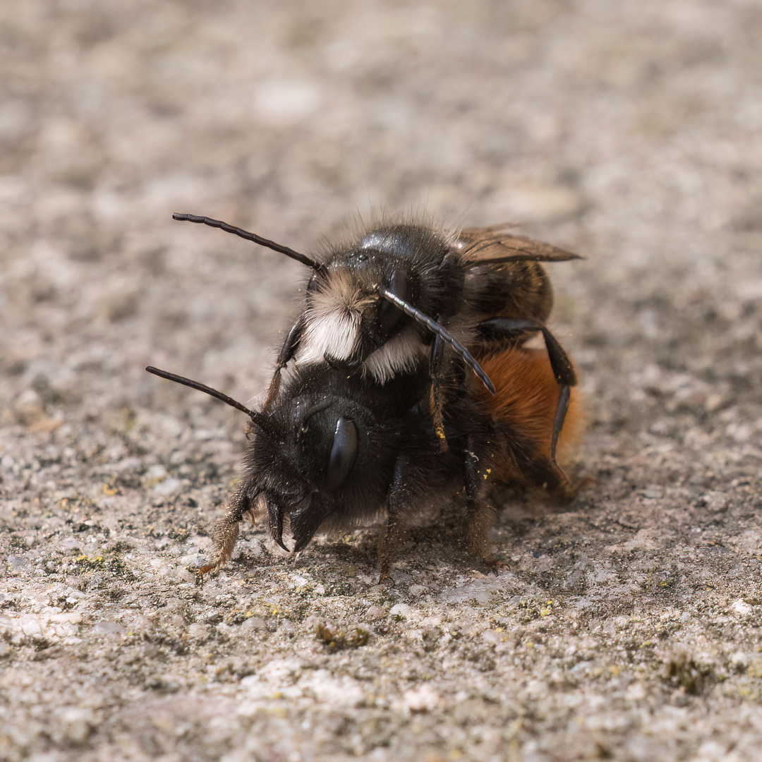 Wildbienen-Hochzeit