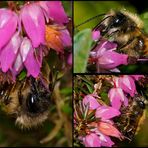 Wildbienen im Garten 1 - Die Rote Mauerbiene