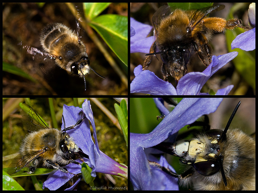 Wildbienen im Garten 2 (Frühlings-Pelzbiene)