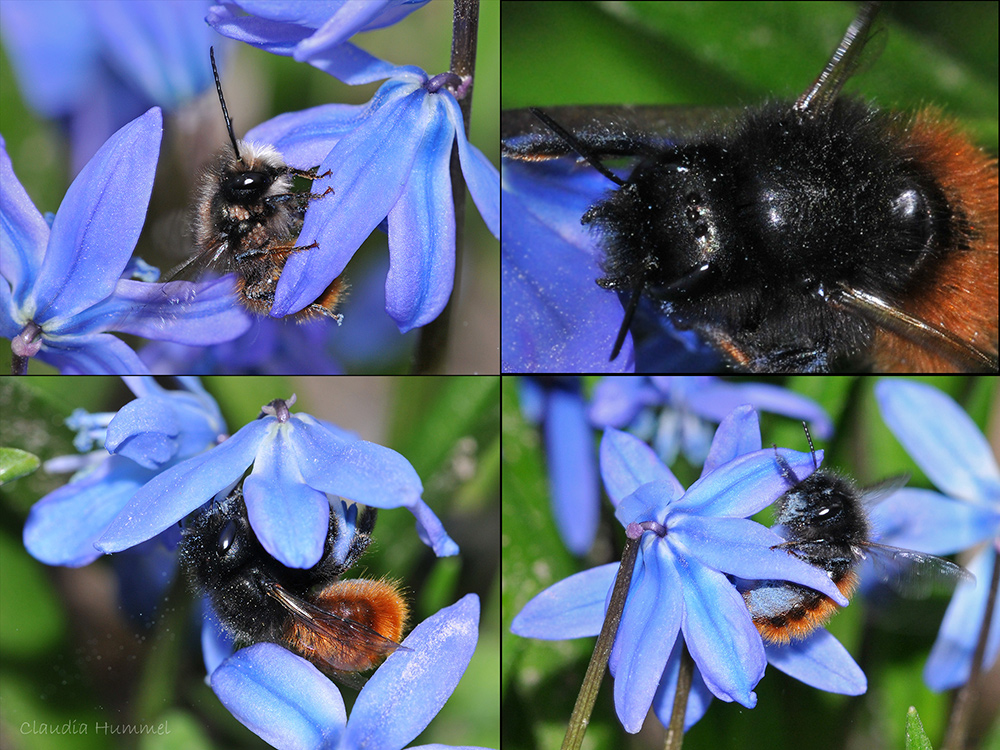 Wildbienen im Garten 3: Die gehörnte Mauerbiene