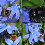 Wildbienen im Garten 3: Die gehörnte Mauerbiene