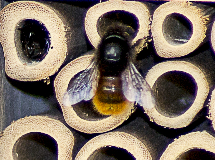 Wildbienen im Garten