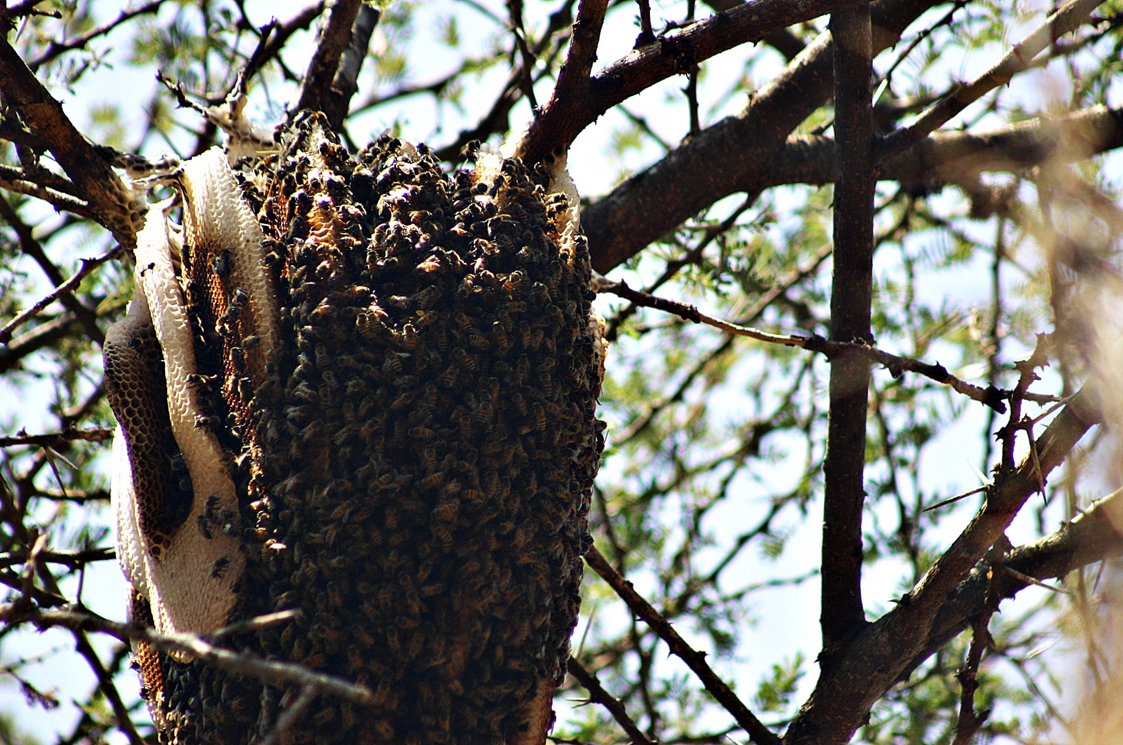 Wildbienen Kenia 2005
