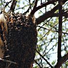 Wildbienen Kenia 2005