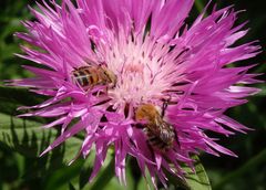 Wildbienen-Landeplatz - Flockenblumen