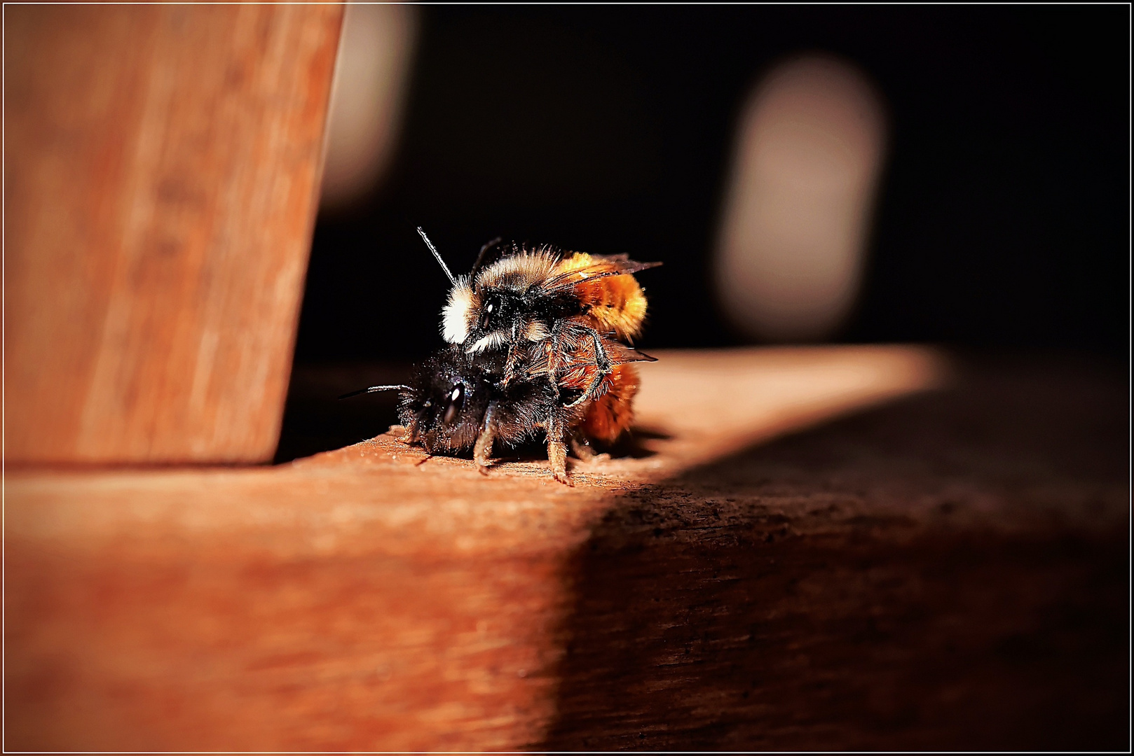 Wildbienen machen Liebe