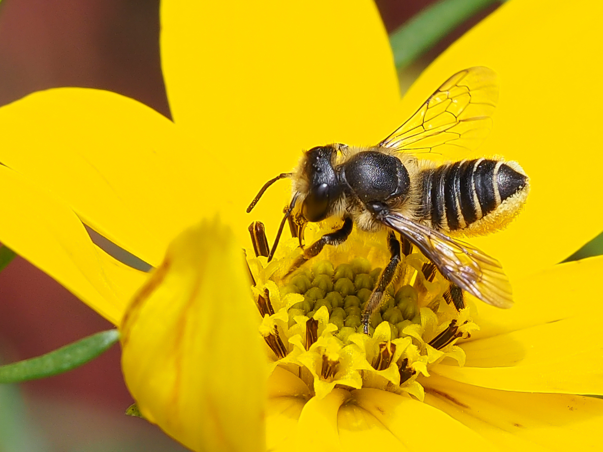 Wildbienen "Posing"