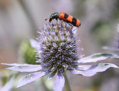 Wildbienen-Räuber: Buntkäfer