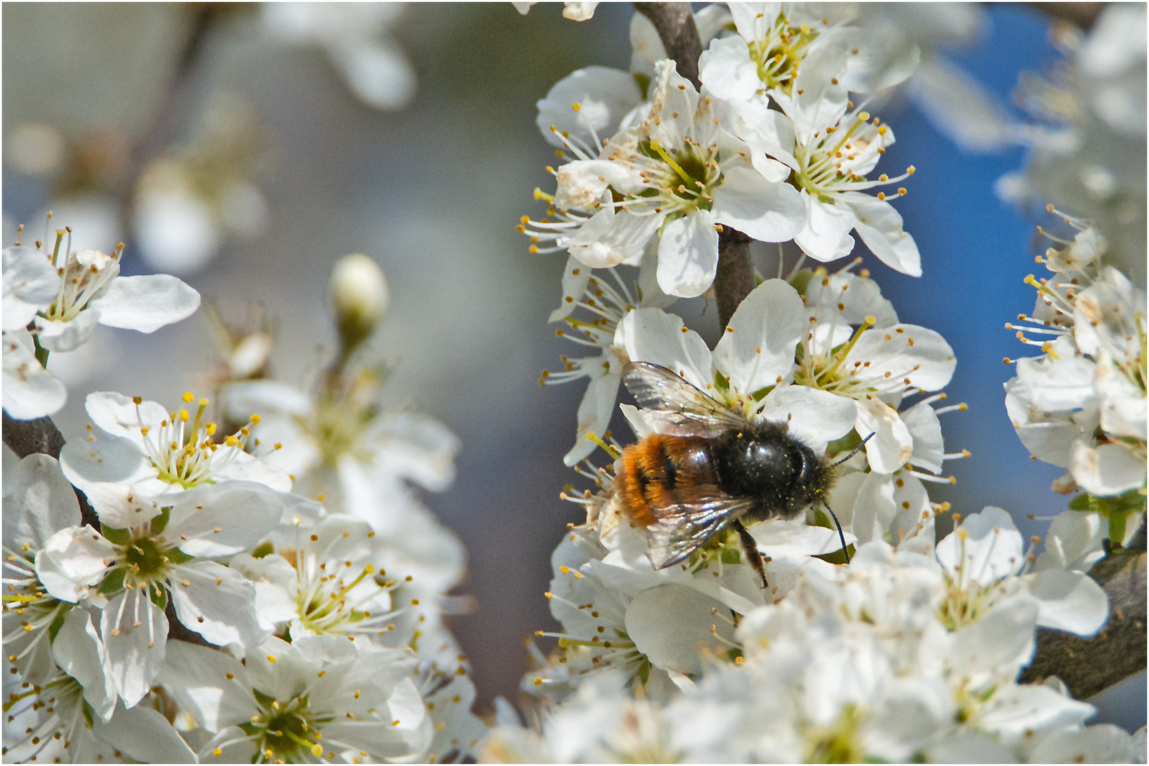 Wildbienen sind gefährdet, weil . . .