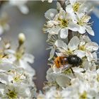 Wildbienen sind gefährdet, weil . . .