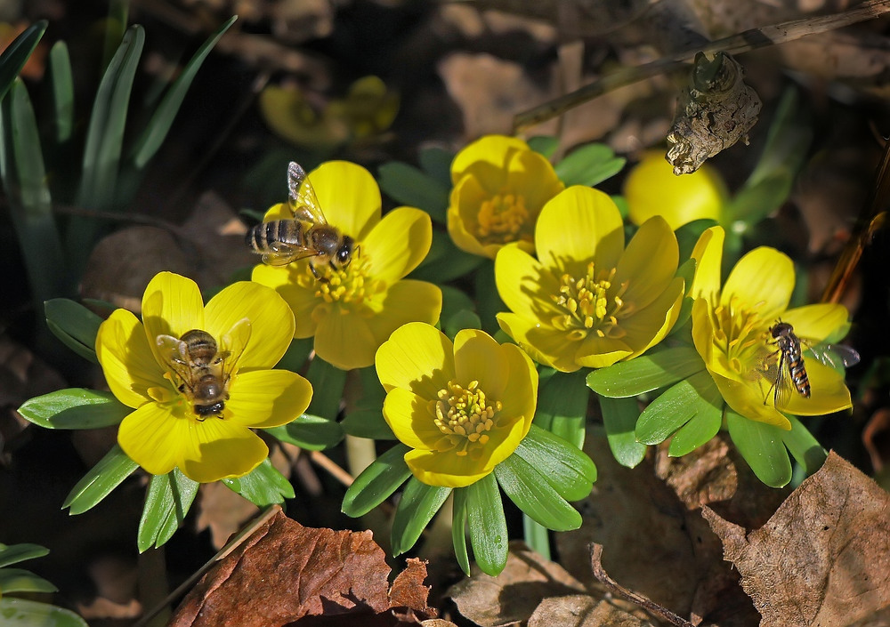 Wildbienen und Fliegen gaben sich heute ein Stelldichein...