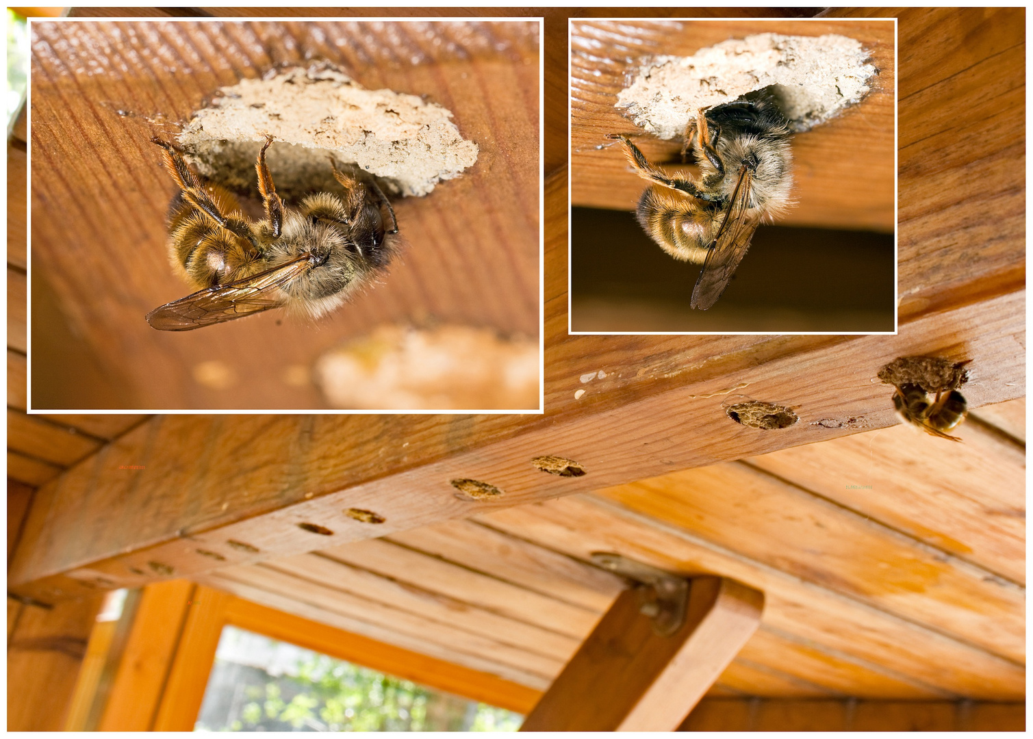 Wildbienen unter dem Tisch