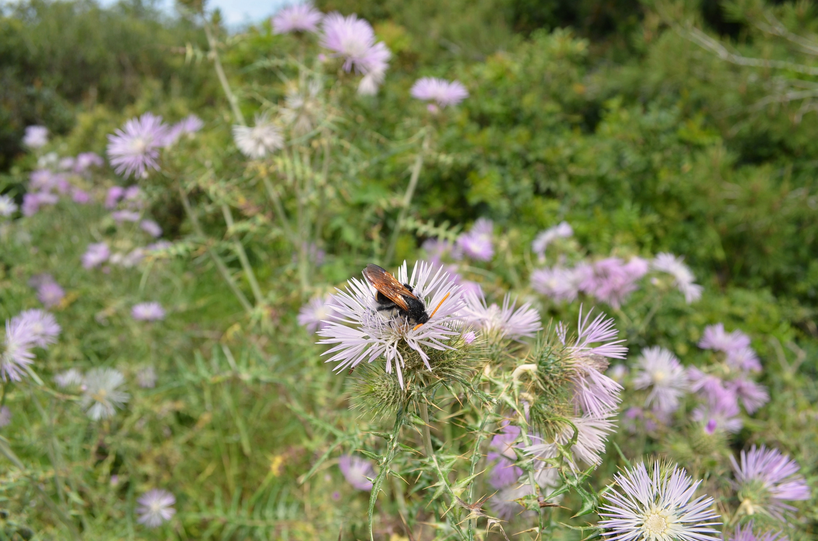 Wildbienenart auf einer Distelblüte