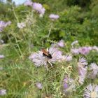 Wildbienenart auf einer Distelblüte