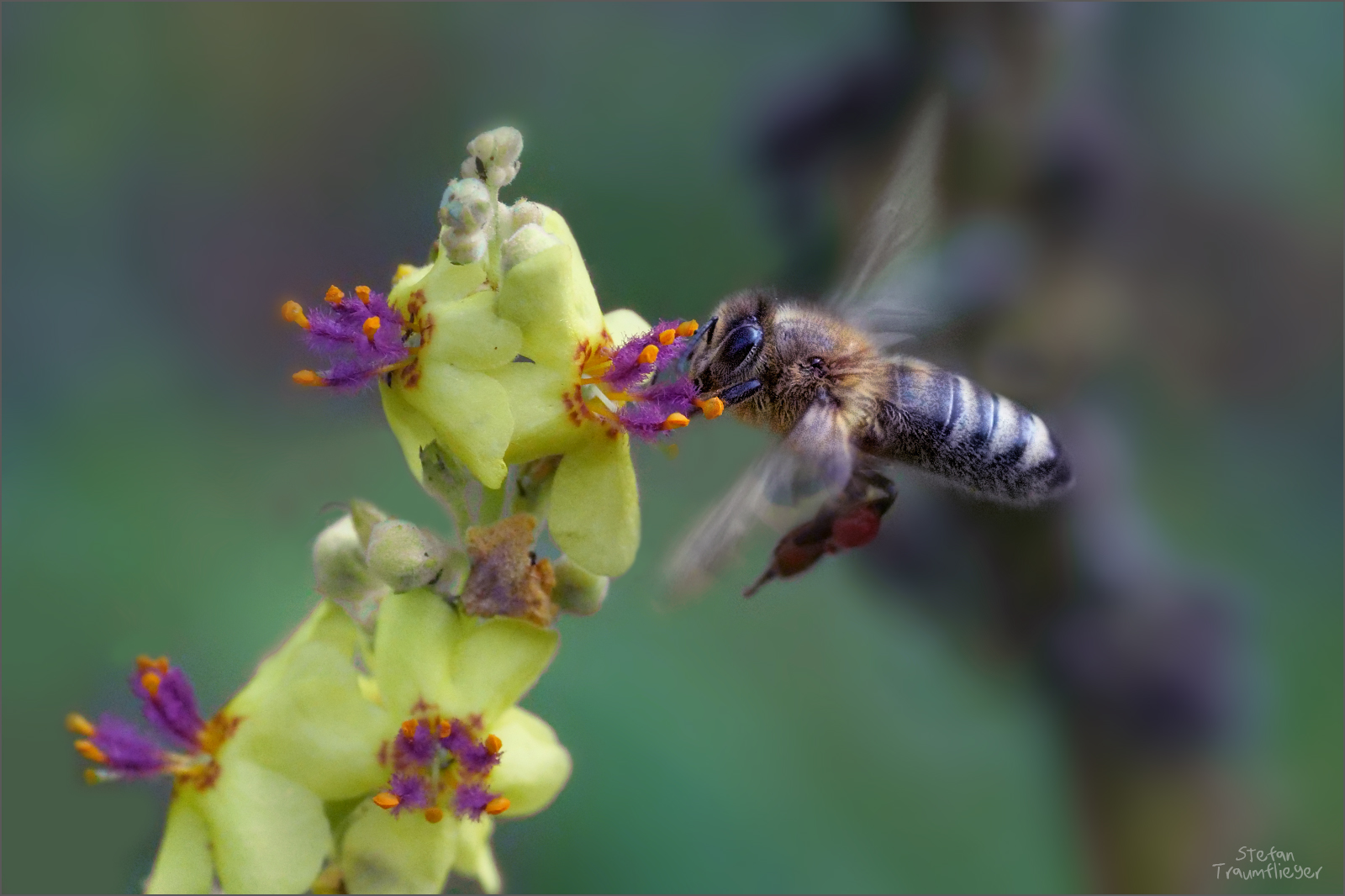 wildbienenflug