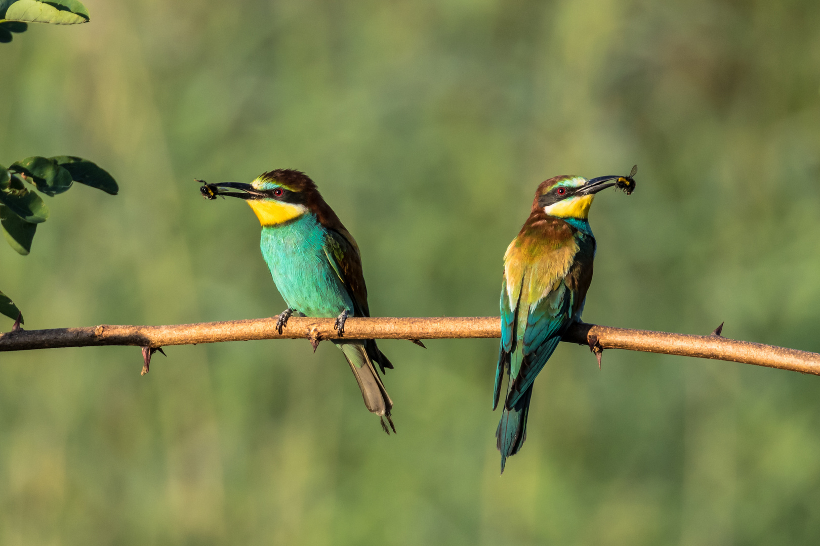 Wildbienenhonig zum Frühstück