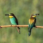 Wildbienenhonig zum Frühstück