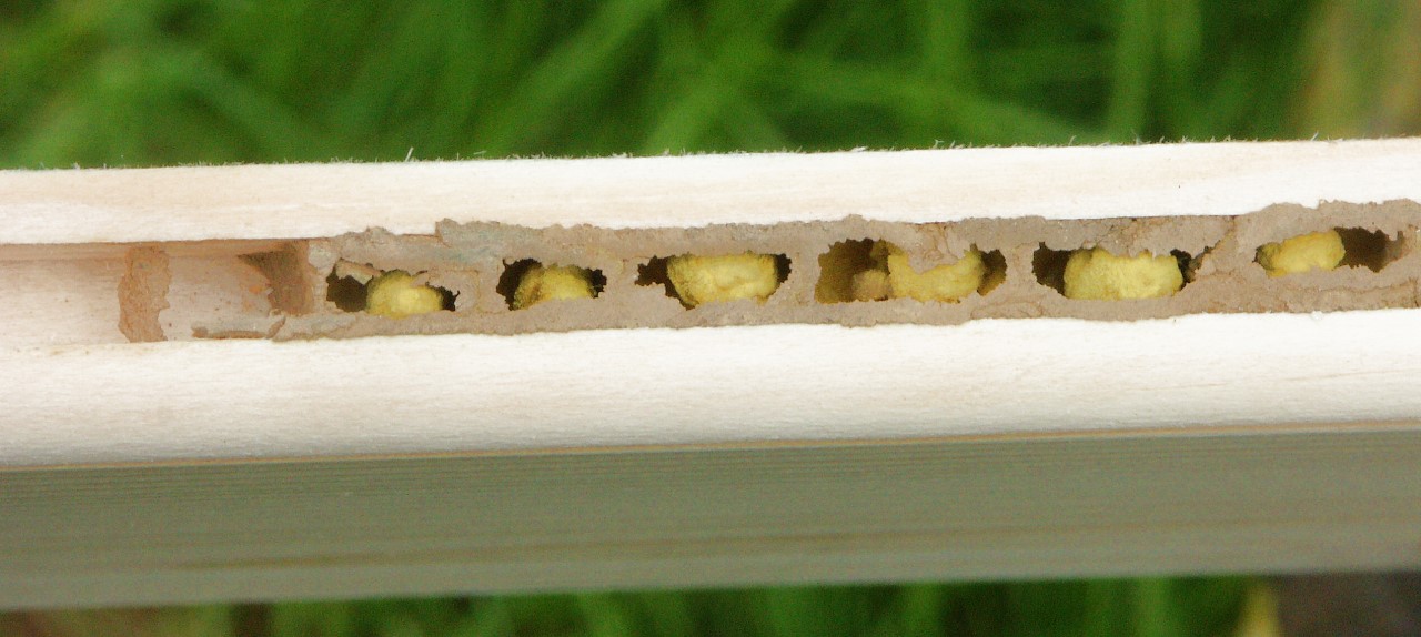 Wildbienenlarven in Profilnut