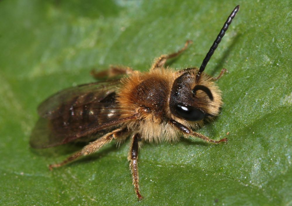 Wildbienenmännchen