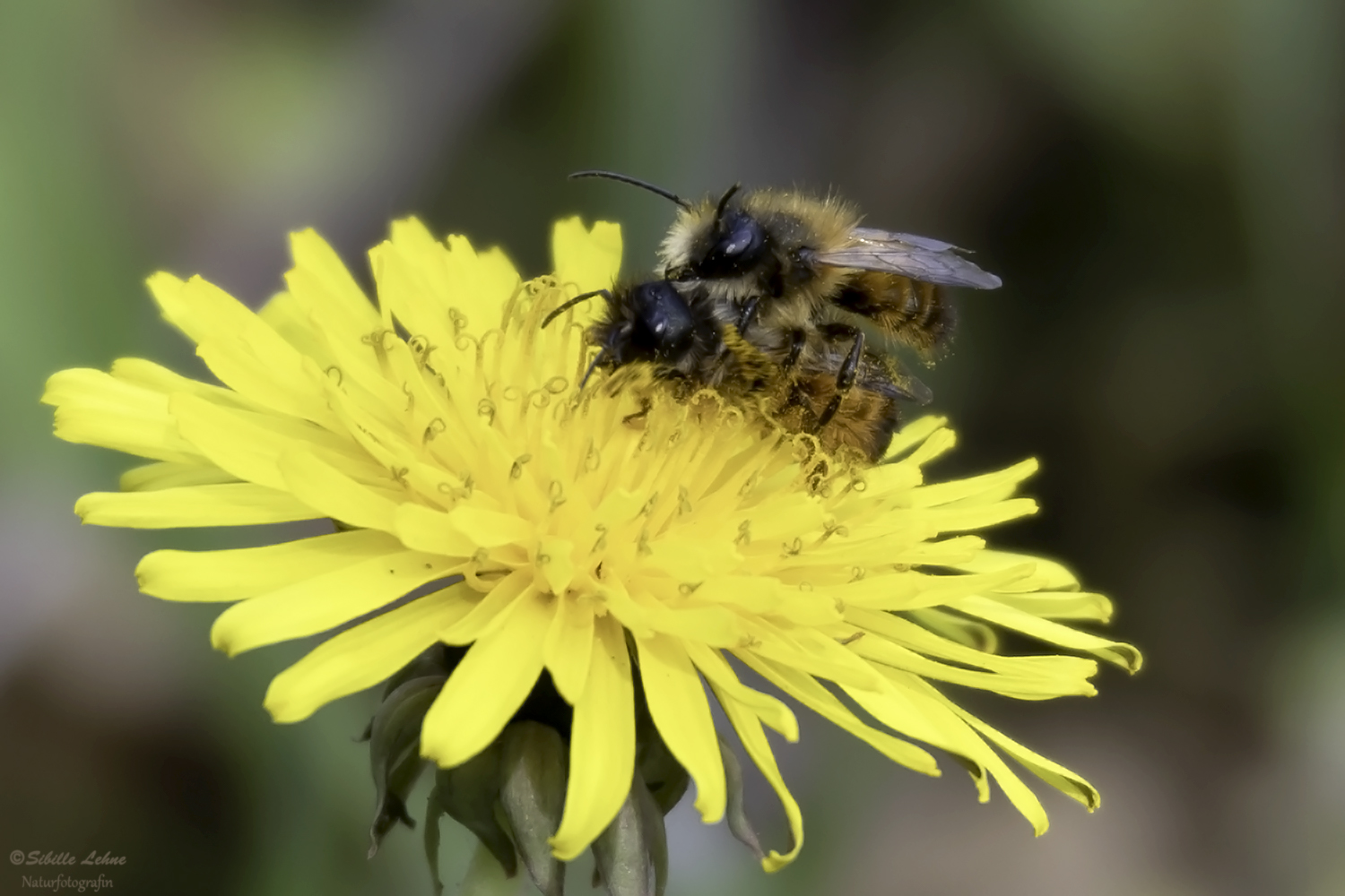 Wildbienenpaarung