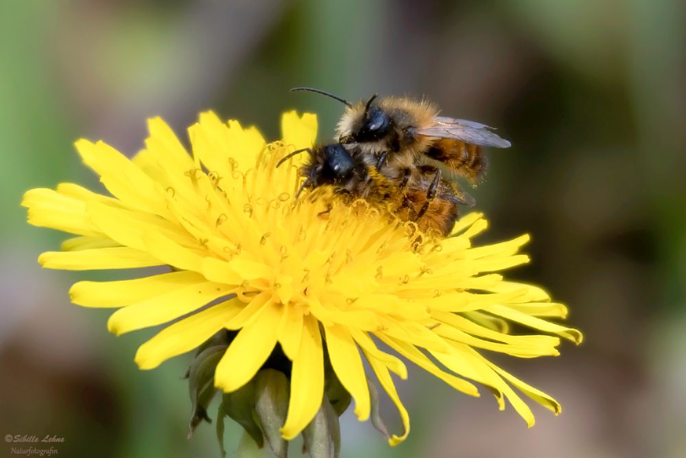 Wildbienenpaarung