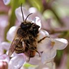 Wildbienenpärchen