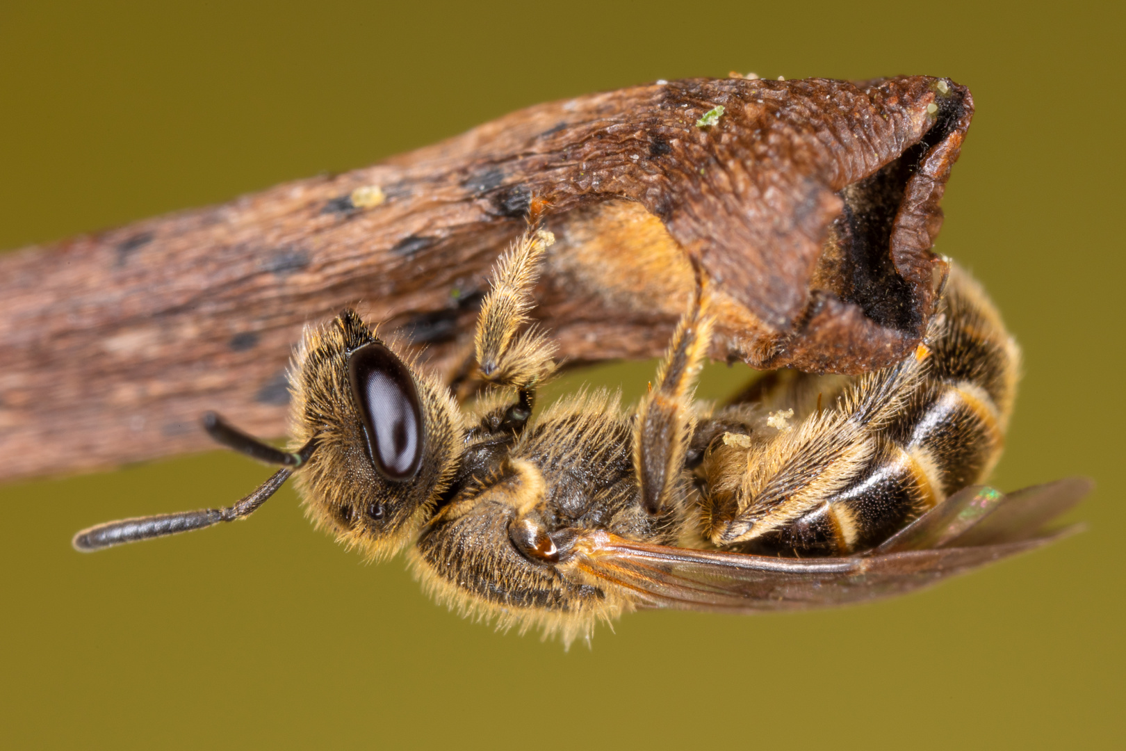 Wildbienenwinzling