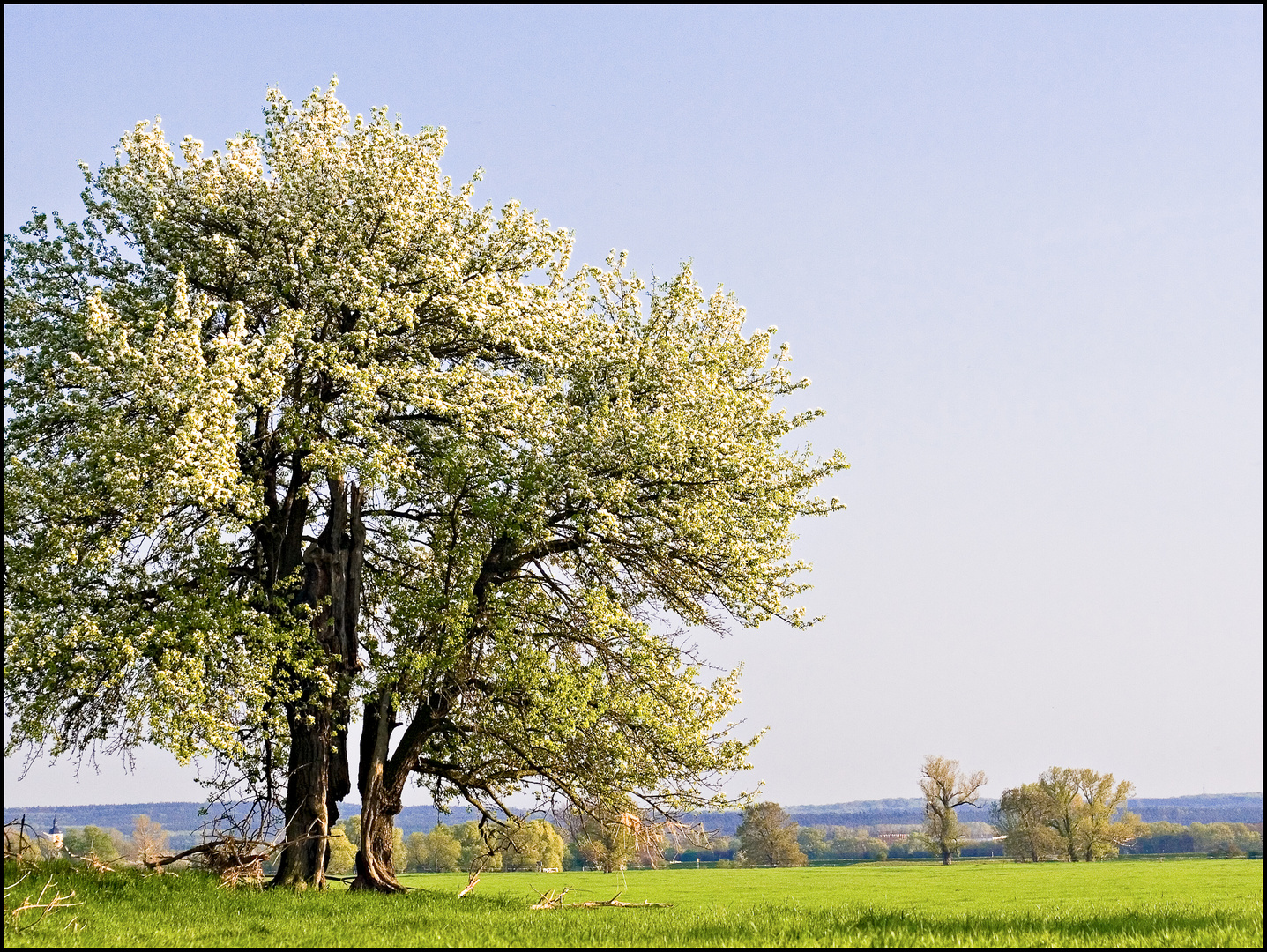 Wildbirne