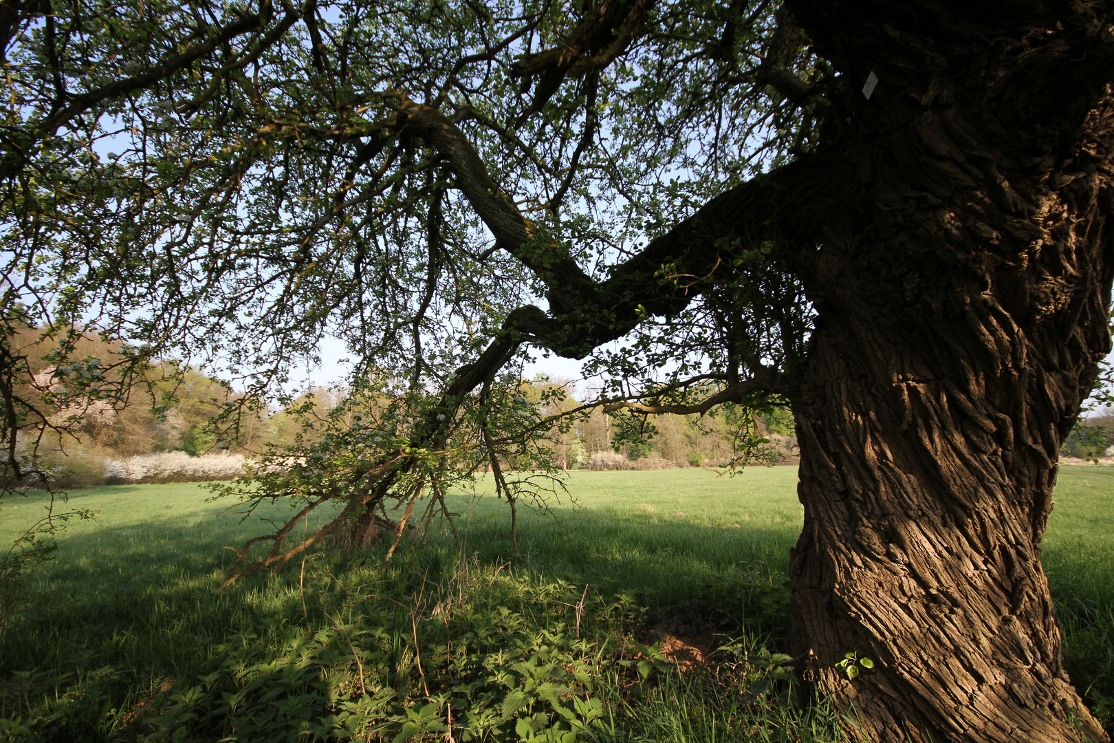 Wildbirne