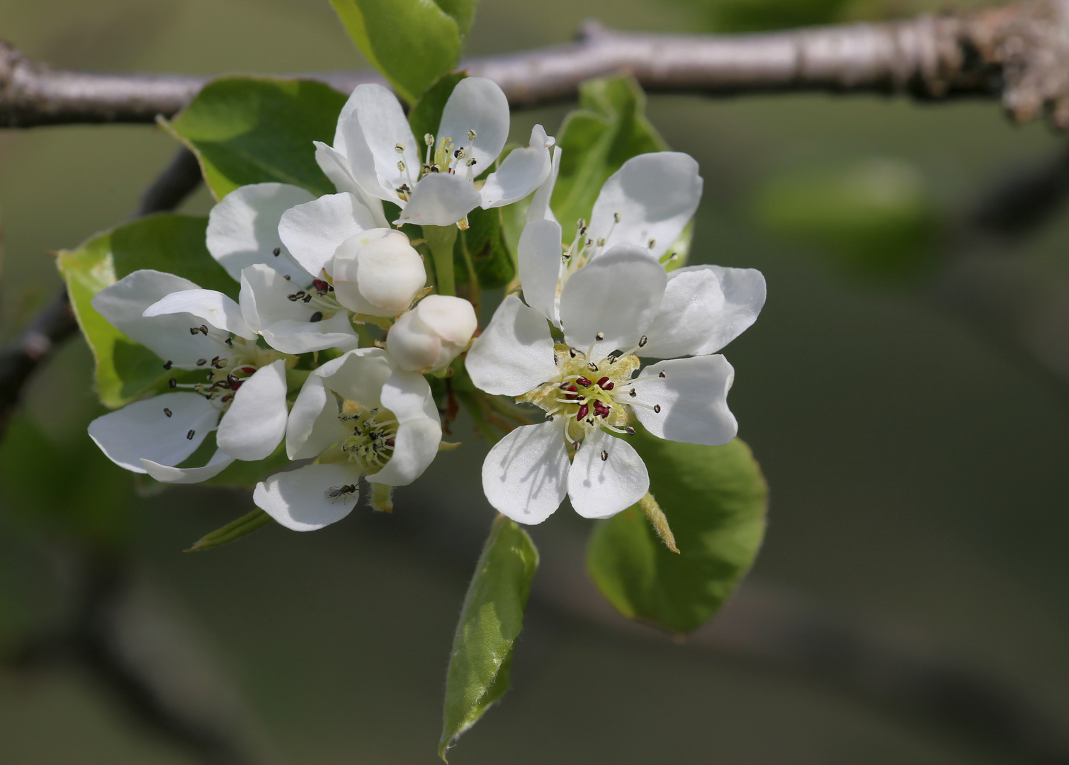 Wildbirne Foto & Bild Bilder auf