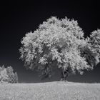 Wildbirne [IR]