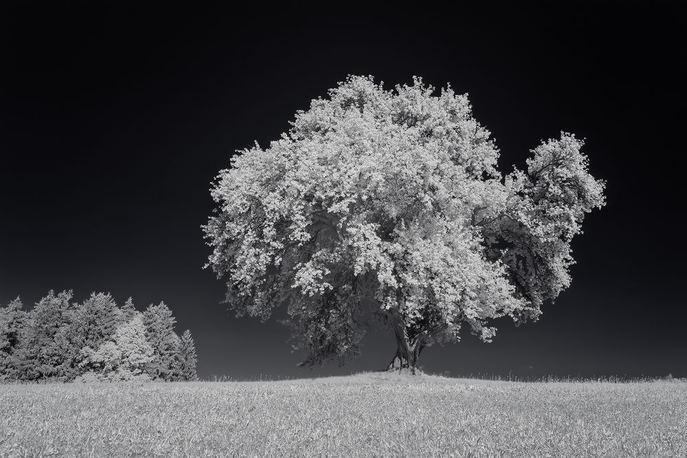 Wildbirne [IR]