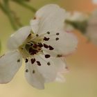 Wildbirne (Pyrus pyraster)