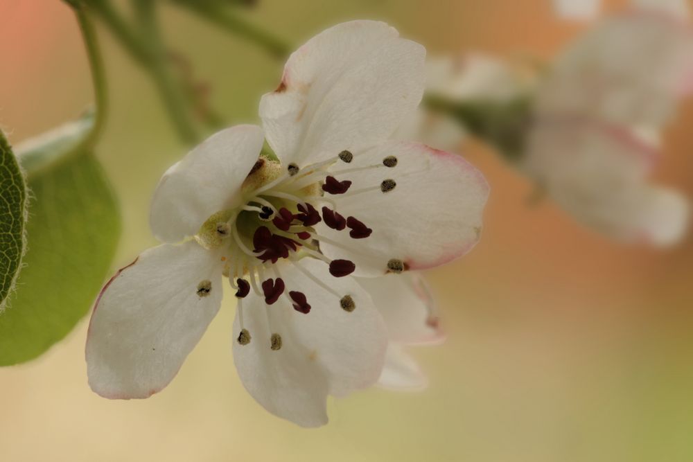 Wildbirne (Pyrus pyraster)