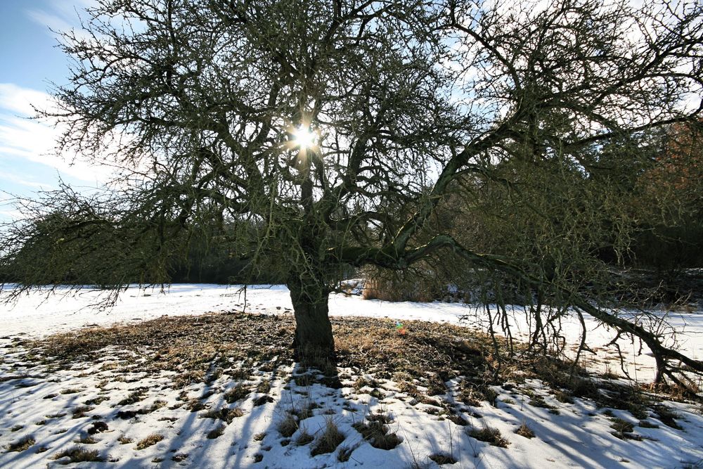 Wildbirne (Pyrus pyraster)