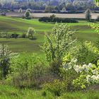 Wildbirnen im Frühling