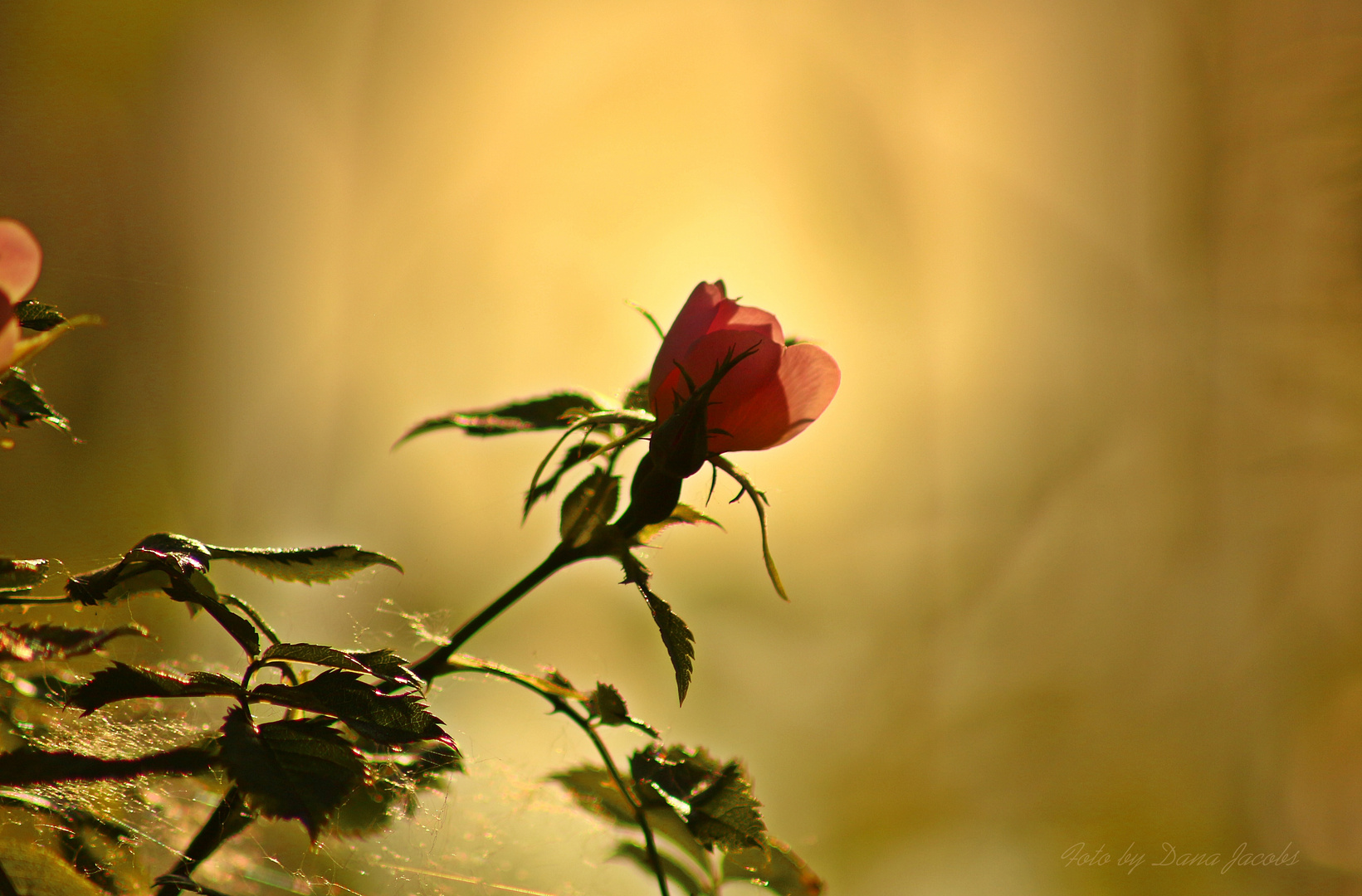 wildblühende Rose im Morgenlicht