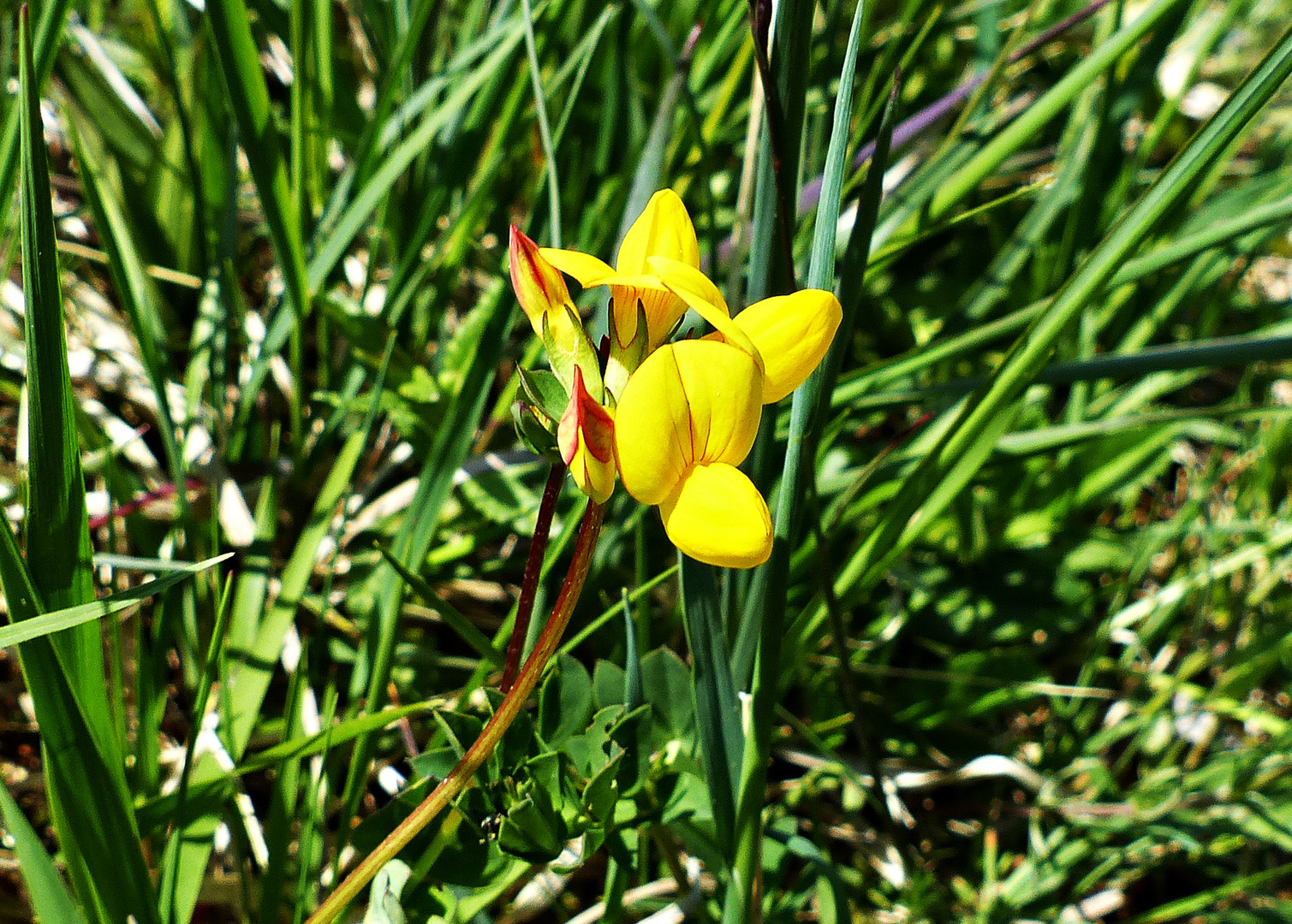 Wildblümchen 1