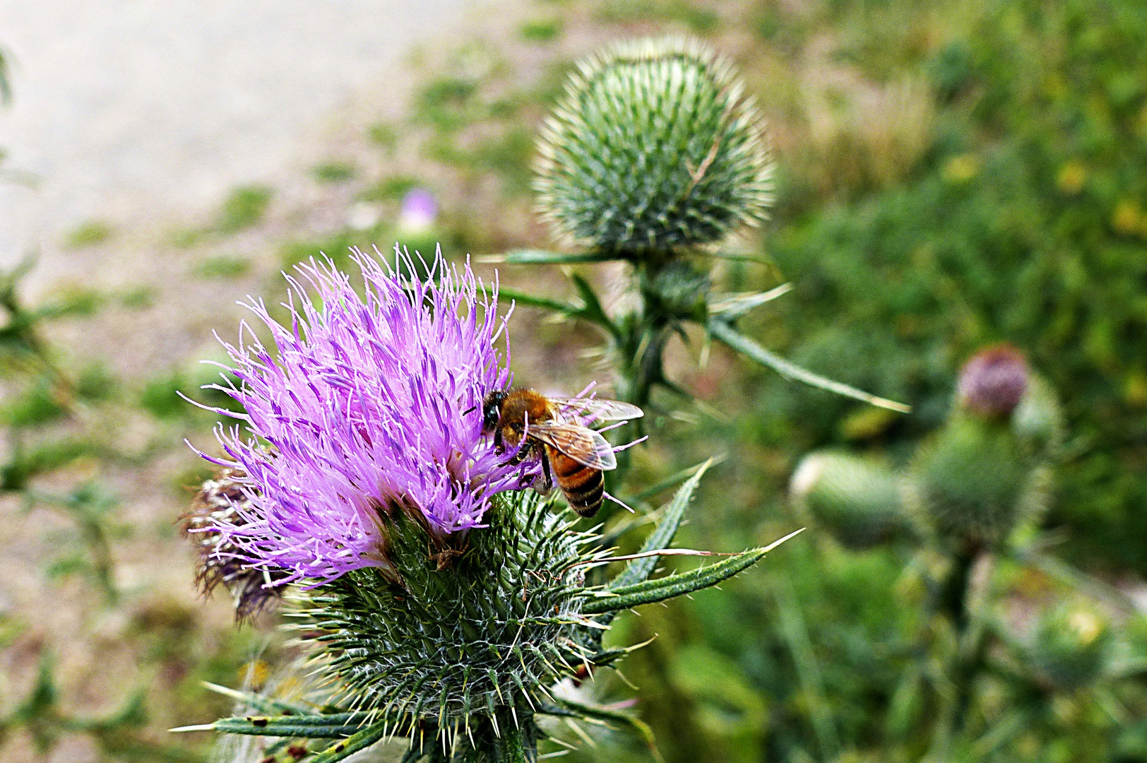 Wildblümchen 2