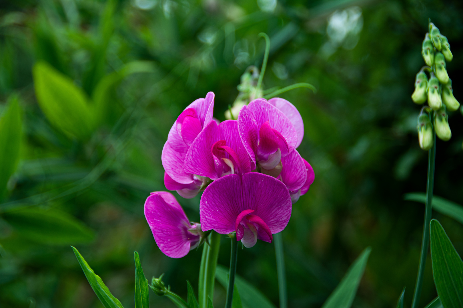 Wildblümchen?