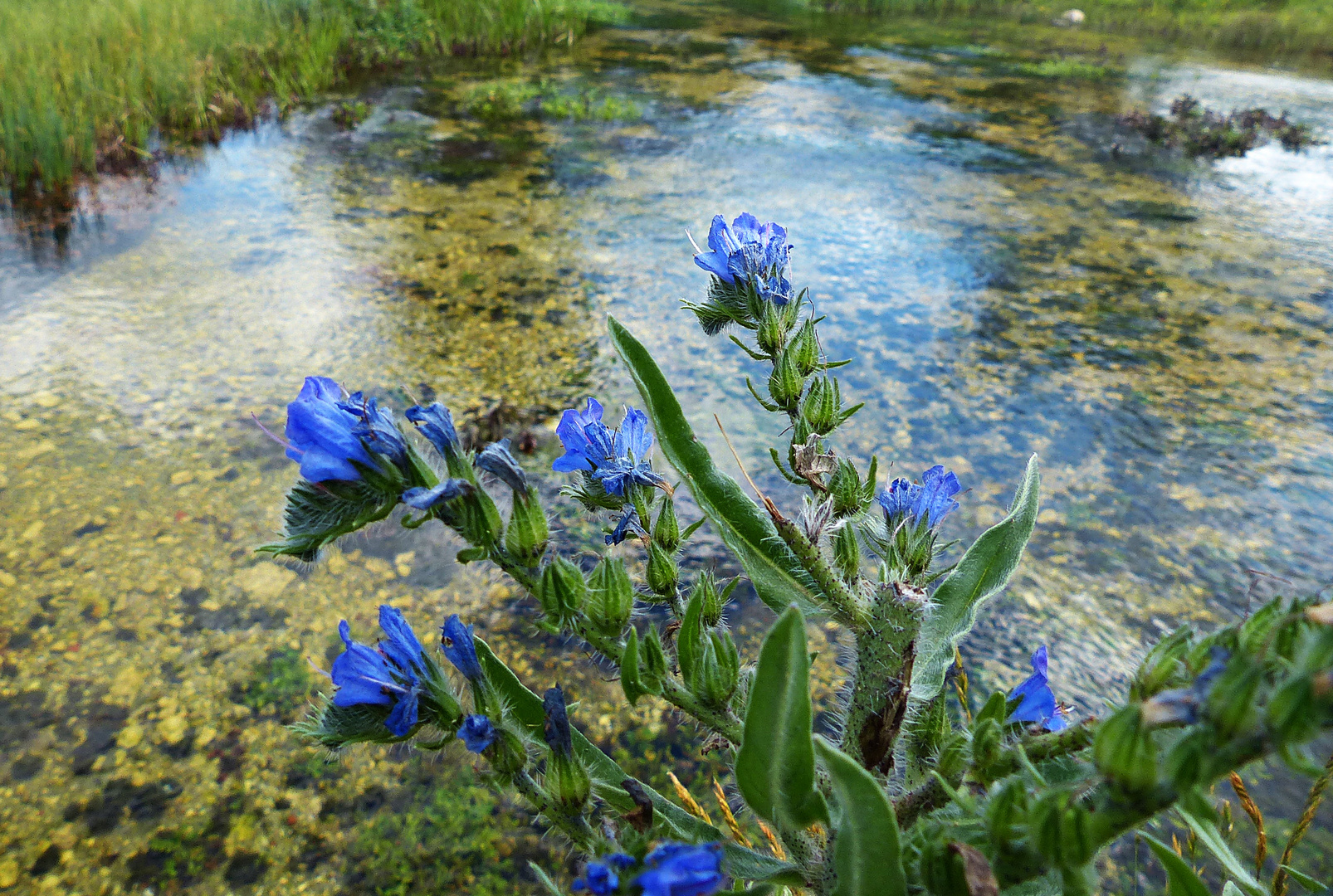 Wildblümchen