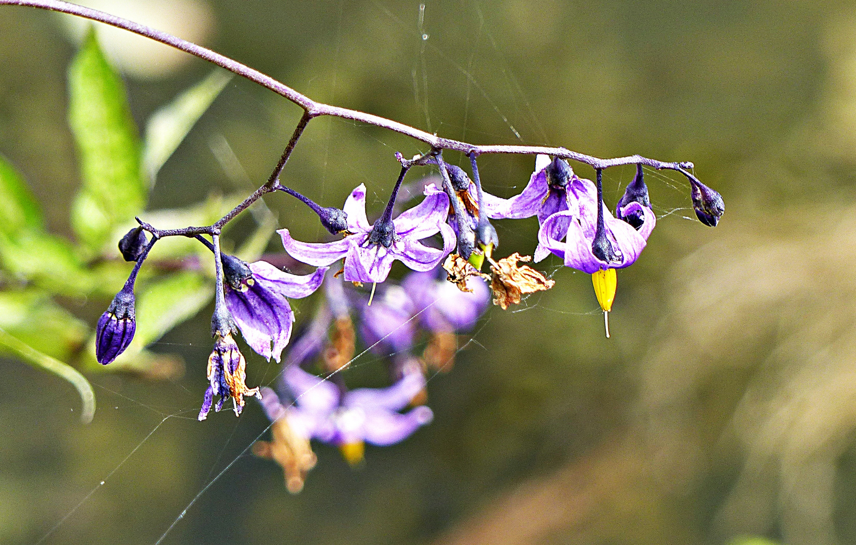 Wildblümchen