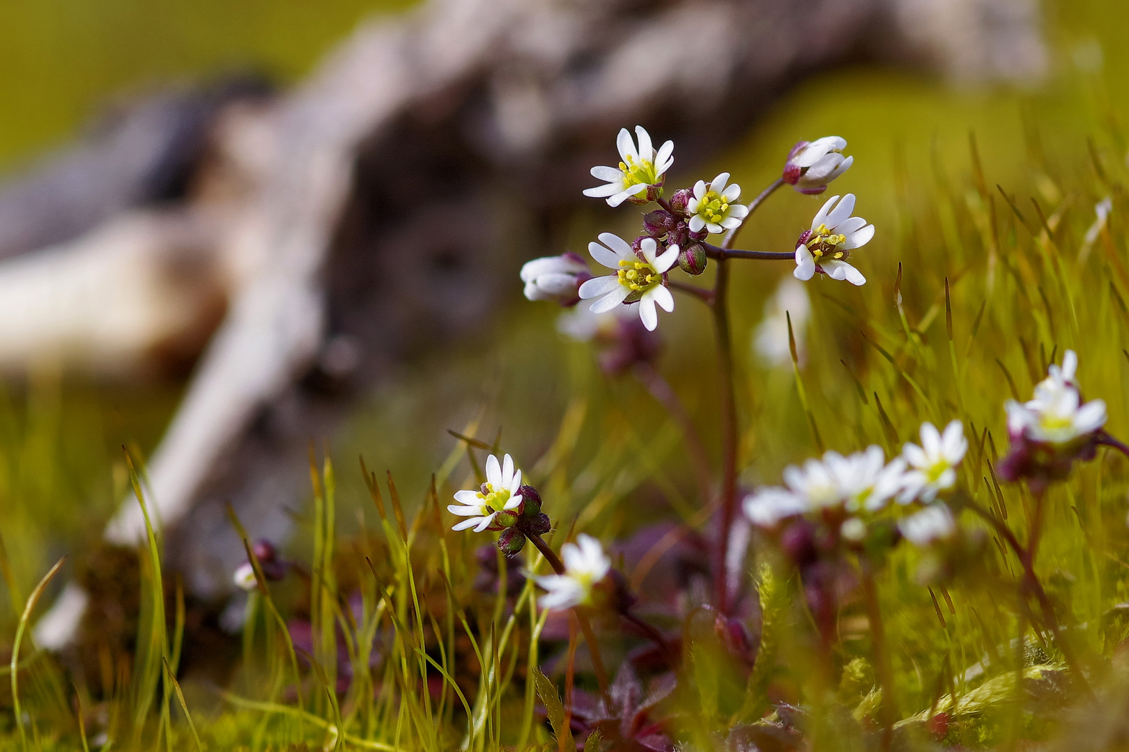 Wildblümchen