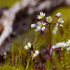 Wildblümchen