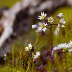 Wildblümchen