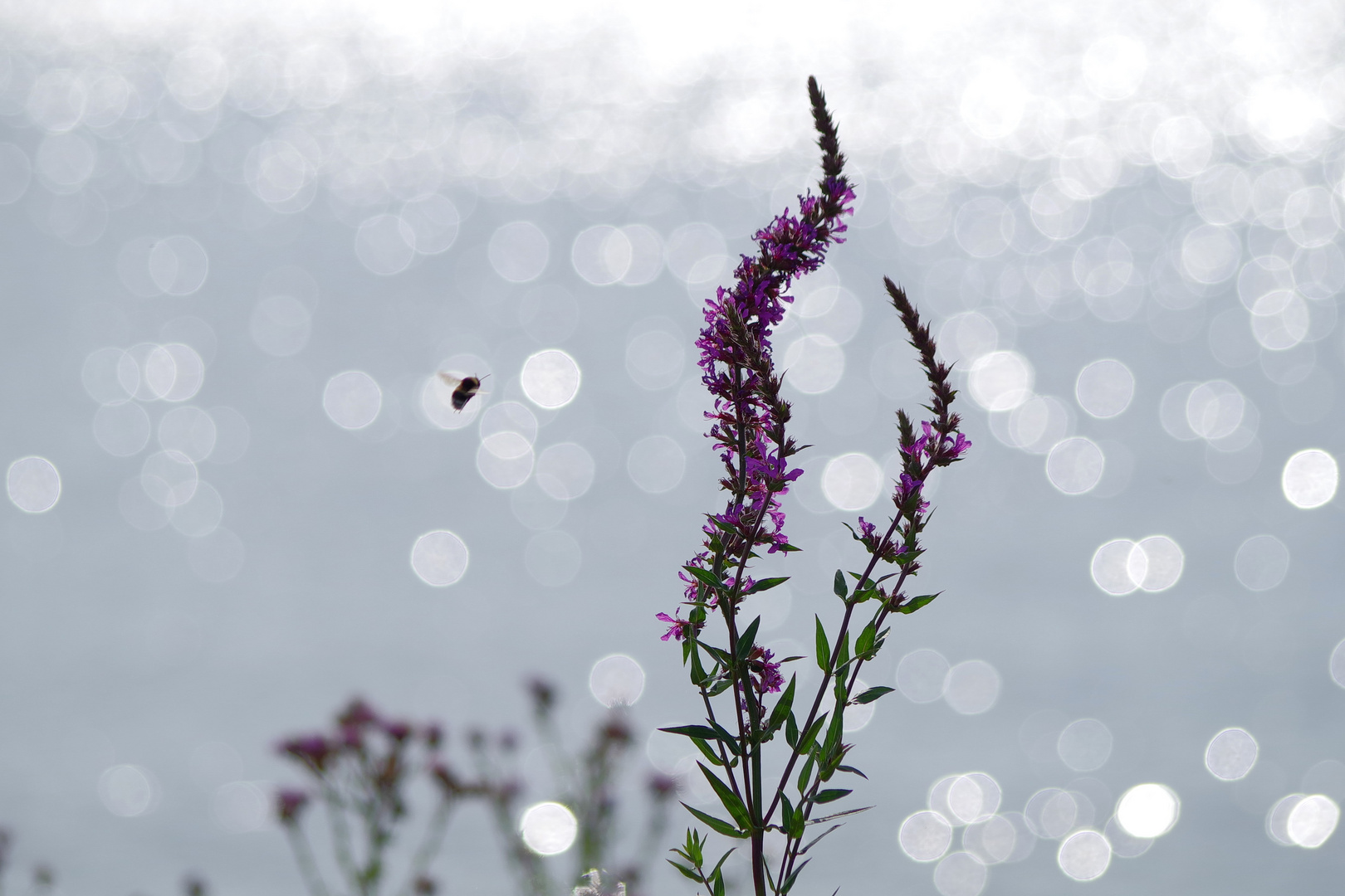 Wildblümchen an der Elbe